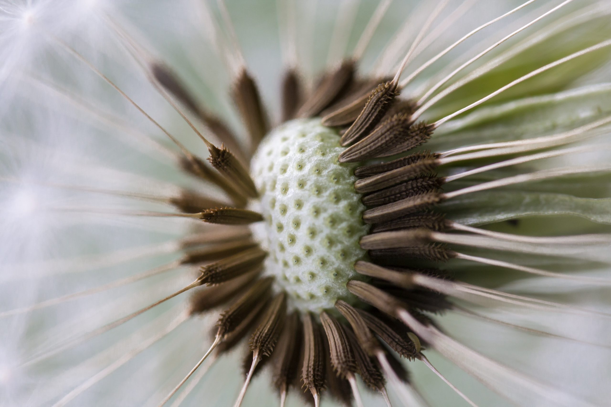 You are currently viewing Why Dandelions?